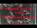 Mengenal jenis Ikan Guppy yang belum kita tau