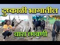 दुष्काळी भागातील चारा छावणी | Cattle Camp | Chara Chavani | Maharashtra drought | Dushkal
