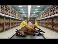 Inside the Horse Leather Factory | How $1,000 Horse Leather Shoes Are Made (Full Process)