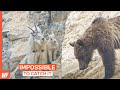 Why It's Impossible for Bears to Hunt Mountain Goats?