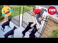 Try Not To Laugh 🤣 Top 100 Funniest Videos Ever 😂 | Funny Videos Compilation 2025 #12