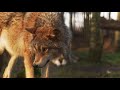 Wolves 101 | Nat Geo Wild