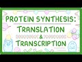 How are Proteins Made? Transcription \u0026 Translation