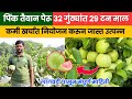 🔶 पिंक तैवान पेरू | 32 गुंठ्यांत 29 टन माल | कमी खर्चात जबरदस्त नियोजन | लागवडी पासून संपूर्ण माहिती
