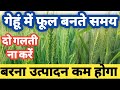गेहूं में फूल आने पर न करें दो गलती | गेहूं की वैज्ञानिक खेती | @Tfg119 #gehun