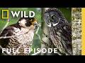Enter the Planet of the Birds (Full Episode) | DOCUMENTARY SPECIAL | Nat Geo Animals