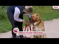 Halti No Pull Headcollar - how to fit and use