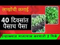 उन्हाळ्यात मालामाल करणारी नवीन 2 पिके l 40 दिवसात लाखोंचा नफा l Summer crops
