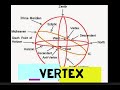 Vertex