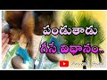 పండు తాడు కోసే విధానం (plam tere farming Anvesh Goud