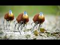 African Jacana: 78 Days From Egg to Survivor | Life in The Wild