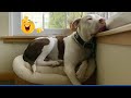 Overdramatic Dogs Who Deserve an Oscar for Real 😂 Funniest Animal Videos