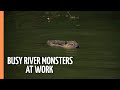 The Beavers are back - Busy river monsters at work | Full Documentary