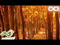 Fall Asleep Fast: Deep Relaxing Music, Sleep Music, Meditation Music, Sleeping Music ★135