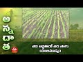 వెద పద్ధతిలో వరి సాగు యాజమాన్యం | Management of direct seeded paddy | ETV Telugu