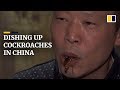 Cockroaches a cash cow for Chinese farmer who breeds them for food and medicine