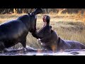Angry Hippos Fight for Mate | Nature's Great Events | BBC Earth