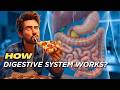 How Digestive system works? | 3D animation | Learn Science