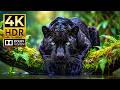 Breathtaking Wildlife in 4K HDR | Ultra-Smooth 120FPS Dolby Vision for OLED \u0026 QLED TVs
