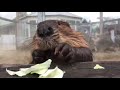 Studies show that watching a beaver eat cabbage lowers stress by 17%