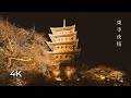 [4K 60FPS] Kyoto Toji Temple Night Sakura 🌸 ASMR Ambience \u0026 Cinematic Walk 🌙