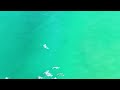 Dolphins 27052023