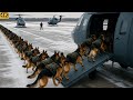 Top BEST Dog Training Techniques | Military Grade Dog Training