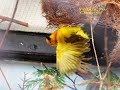 Taveta Weaver Birds Nest Building - Ploceus castaneiceps