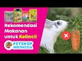 Rekomendasi Makanan Kelinci TERBAIK \u0026 SEHAT dari Petshop Indonesia