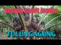 ternyata di Tulungagung ada perkebunan kelapa sawit dan karet