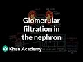 Glomerular filtration in the nephron | Renal system physiology | NCLEX-RN | Khan Academy