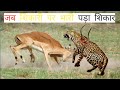 जब शिकारी पर भारी पड़ा शिकार | Top 10 Moments When Predators Failed