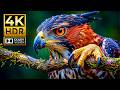 WILDLIFE PARADISE IN 4K HDR |  Dolby Vision 120FPS for OLED \u0026 4K TVs
