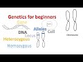Genetics for beginners | Genes Alleles  Loci on Chromosomes |