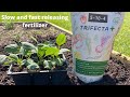 Giving seedling a great foundation of nutrients with trifecta plus and compost/planting strawberries