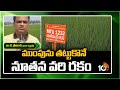ముంపును తట్టుకొనే నూతన వరి రకం | Varieties of Paddy for Cultivation in Andhra | Matti Manishi | 10TV