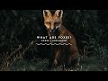 What Are Foxes? Everything You've Ever Wanted To Know About Foxes