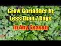 How To Grow Coriander From Seeds In 3 Days: Fastest Method of Coriander Seed Germination