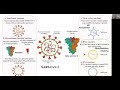 COVID-19 Vaccines Explained