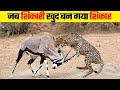 जब शिकारी पर भारी पड़ा शिकार | 10 Moments When Predators Failed animals