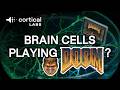 Living Human Brain Cells Play DOOM on a CL1