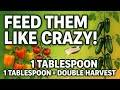 1 Tablespoon of THIS Doubles Your Tomato, Cucumber \u0026 Pepper Harvest — Secret Fertilizer Revealed!