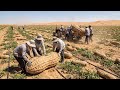 Unbelievable! They Tried Growing Peanuts In The Desert - The Results Shocked Millions Of People