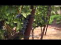 Napa Valley Rocks - Climate