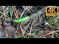 Can you see this cutest caterpillar laying through the sticks? 4K | Farm Life with Peter Baeten