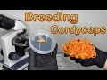 Breeding Cordyceps fungi | Multi-Ascospore isolation