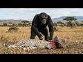UNBELIEVABLE BATTLE: Angry Chimpanzee Vs Ghost Cheetah || WHO WINS? | Animal Fight | Animal Battles