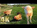 Relax on the Farm - Nature Relaxation Video