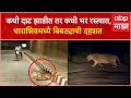 Dharashiv Bibtya Leopard : कधी दाट झाडीत तर कधी भर रस्त्यात, धाराशिवमध्ये बिबट्याची दहशत