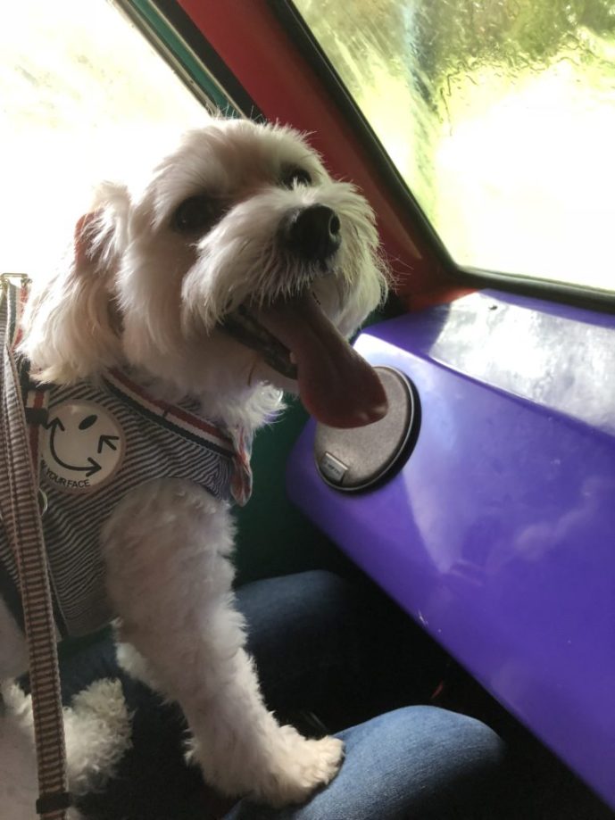 【こまくさ橋】犬と一緒に自然と触れ合える観光施設【すずらんハウス】　降雨体験車の内部